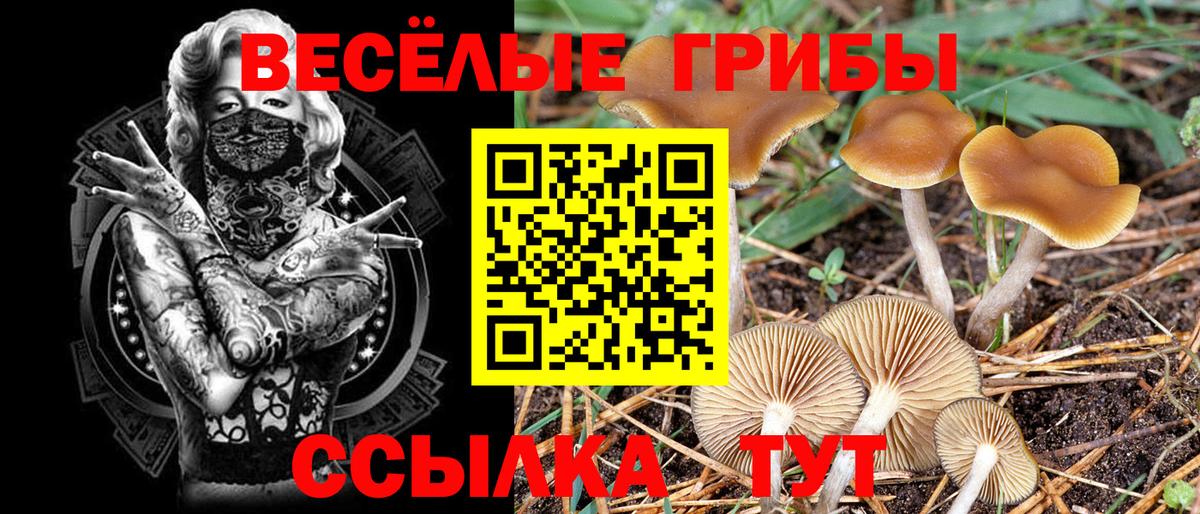 Псилоцибиновые грибы Cubensis Вязники